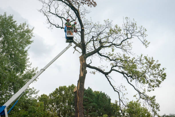 Reliable Haughton, LA Tree Service Solutions